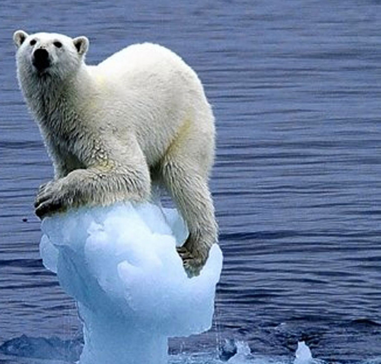 Polar bear standing on a small floating ice chunk in blue water, somber mood